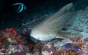 Maldives 2021 - Requin leopard - Leopard shark - Stegostoma fasciatum - DSC00227_rc